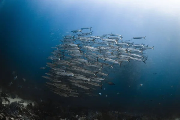 Een Reusachtige Groep Van Barracuda Vissen Zwemmend Diep Blauwe Zee — Stockfoto