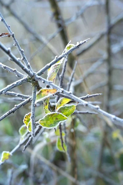 Pionowe Zbliżenie Liści Pokrytych Mrozem Lesie Chłodny Dzień — Zdjęcie stockowe