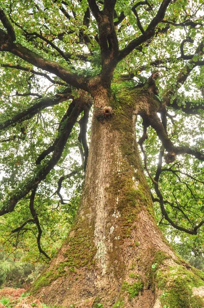 Eine Vertikale Aufnahme Eines Großen Mit Moos Bewachsenen Baumes Einem — Stockfoto