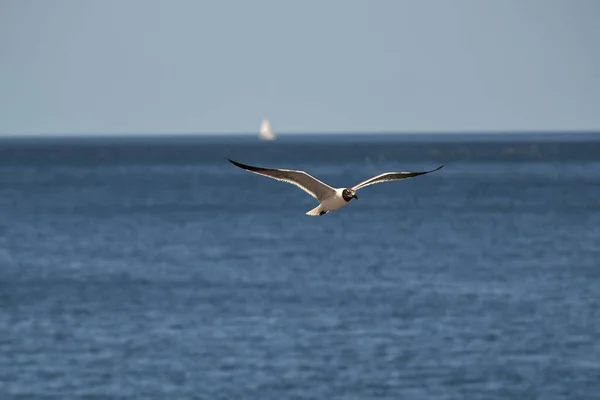 Uma Gaivota Voando Sobre Mar — Fotografia de Stock