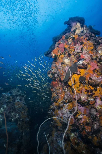 Obrovská Skupina Ančoviček Plovoucích Hlubokém Modrém Moři Pokrytém Korálovými Útesy — Stock fotografie