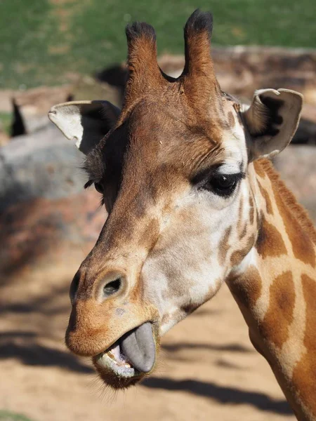Egy Közeli Kép Egy Gyönyörű Zsiráfról — Stock Fotó
