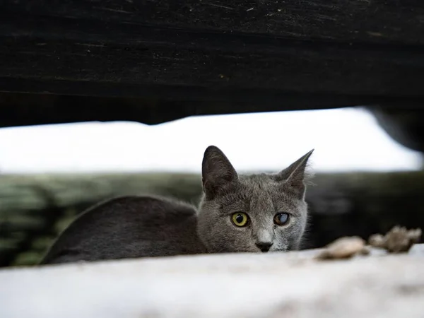 Tiro Close Gato Vadio Cinza Bonito Com Olhos Interessantes Escondidos — Fotografia de Stock