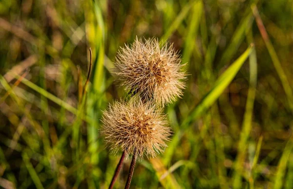 Closeup Shot Dry Dandelion Blurred Background Field — Stock Photo, Image