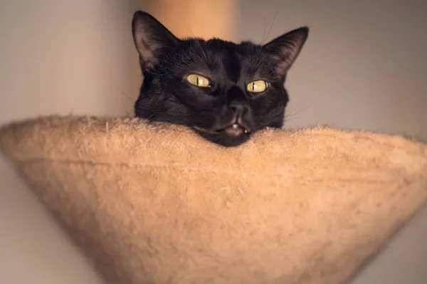 Μια Κοντινή Φωτογραφία Μιας Χαριτωμένης Μαύρης Γάτας Κεφάλι Στο Μαξιλάρι — Φωτογραφία Αρχείου