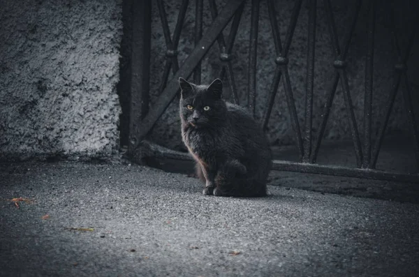 Μια Μαύρη Γάτα Κάθεται Στο Έδαφος Δίπλα Μια Πύλη — Φωτογραφία Αρχείου