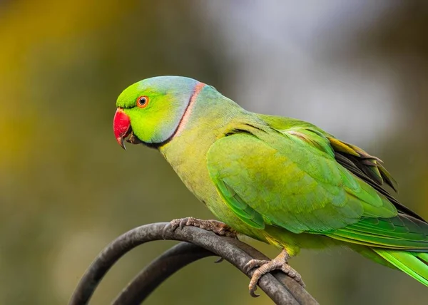 Gül Halkalı Bir Papağan Yakın Plan Bulanık Arka Plan Karşı — Stok fotoğraf