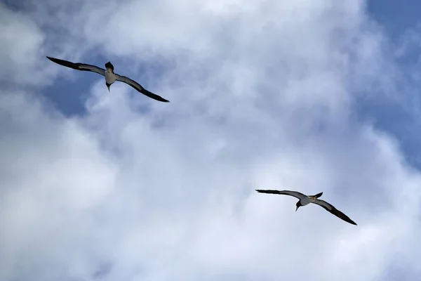 Peitos Castanhos Voando Contra Céu Azul Com Nuvens — Fotografia de Stock