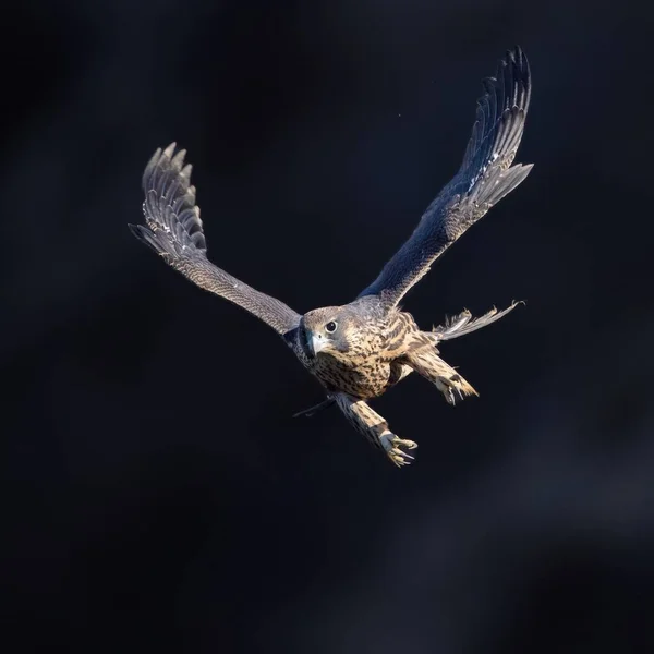 Close Falcão Peregrino Durante Voo Falco Peregrinus — Fotografia de Stock