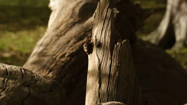 背景がぼんやりしている太陽の下で森の中の木の木材の閉鎖 — ストック写真