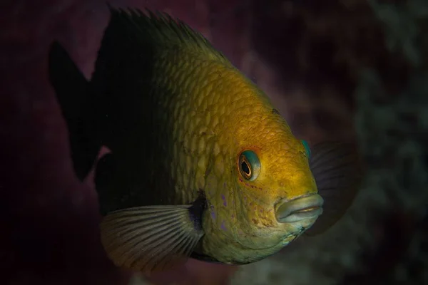 Zbliżenie Ujęcia Żółtej Ryby Pływającej Głębokim Błękitnym Morzu Nad Koralowcem — Zdjęcie stockowe