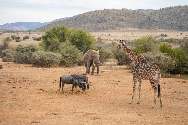 A closeup of animals standing in a safari, in Africa