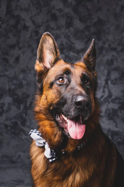A vertical portrait of Old German Shepherd Dog with the tongue out and cute bow tie