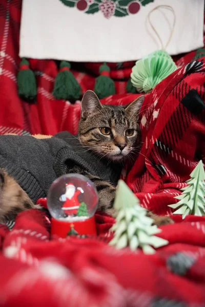 Симпатичная Полосатая Кошка Серой Рубашке Дизайном Рождественских Праздников — стоковое фото