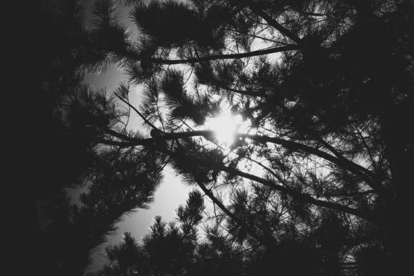 Ein Niedriger Winkel Graustufen Der Hohen Bäume Mit Dichten Ästen — Stockfoto
