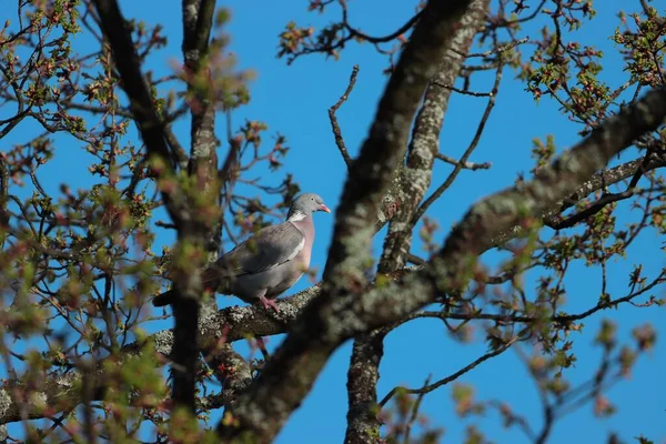 Vue Beau Pigeon Perché Sur Une Branche Arbre Lever Soleil — Photo