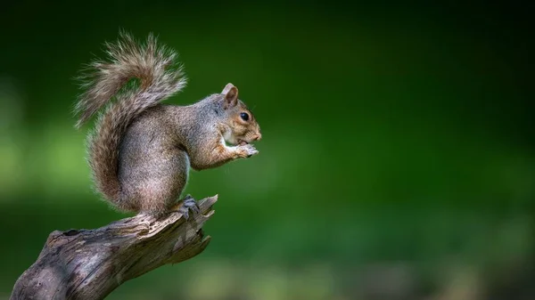 Eine Nahaufnahme Eines Entzückenden Und Niedlichen Eichhörnchens Auf Dem Baum — Stockfoto