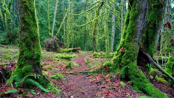 Salt Spring Adası, BC Kanada 'daki parkta yemyeşil orman ağaçları ve bitkiler