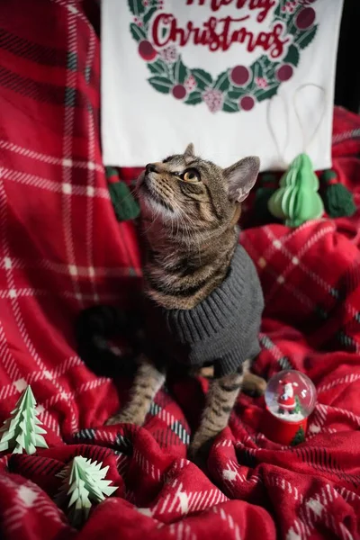 Eine Niedliche Gestreifte Katze Trägt Ein Graues Hemd Mit Weihnachtlichem — Stockfoto