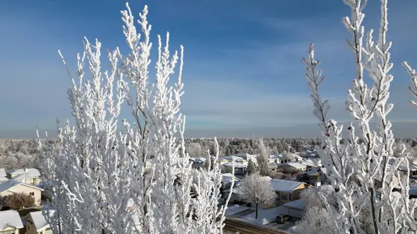 Eine Nahaufnahme Kahler Bäume Frost Mit Einem Vorort Hintergrund — Stockfoto