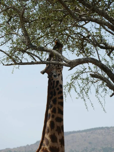 Hermosa Toma Jirafa Maasai Giraffe Tippelskirchi Cerca Árbol Acacia Parque — Foto de Stock
