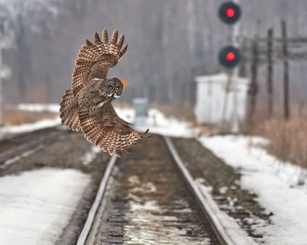 View Owl Flying Snowy Railroads — Stock Photo, Image