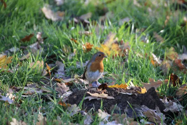 Primer Plano Lindo Robin Europeo Descansando Sobre Hierba —  Fotos de Stock