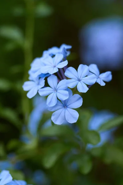 Detailní Záběr Kvetoucích Modrých Květin Plumbago — Stock fotografie