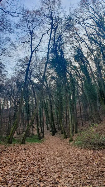 Вертикальный Снимок Тропы Покрытой Листьями Проходящей Через Лес — стоковое фото