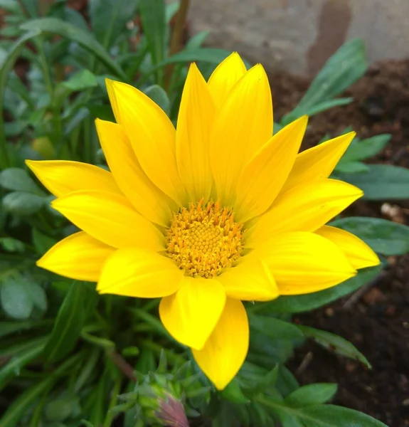 Nahaufnahme Einer Gelben Gazania Tomentosa Die Garten Wächst — Stockfoto
