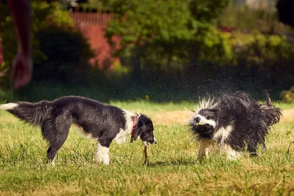 Vicces Nedves Kutyák Rázza Magukat Játszik Napos Területen Homályos Háttér — Stock Fotó