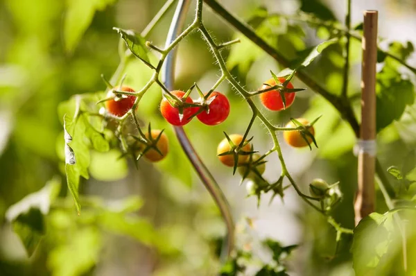 ドイツのバイエルン州ムースの庭で自家製トマトのクローズアップ — ストック写真