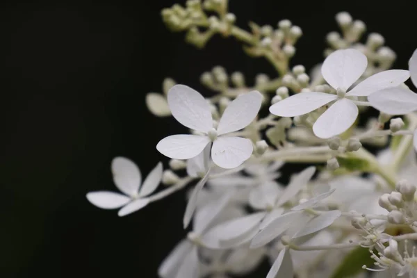 Plan Rapproché Une Délicate Hortensia Paniclée Blanche Hydrangea Paniculata Sur — Photo