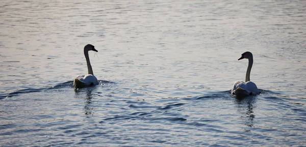 Вид Сзади Двух Восхитительных Лебедей Мутов Плавающих Смотрящих Друг Друга — стоковое фото