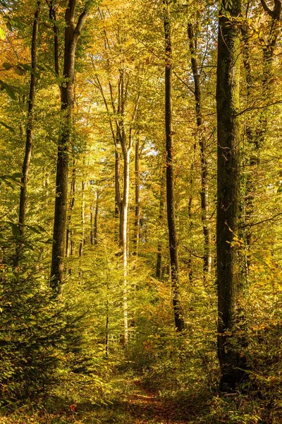 Шлях Покритий Коричневим Листям Через Ліс Деревами Осінні Кольори Сонячне — стокове фото