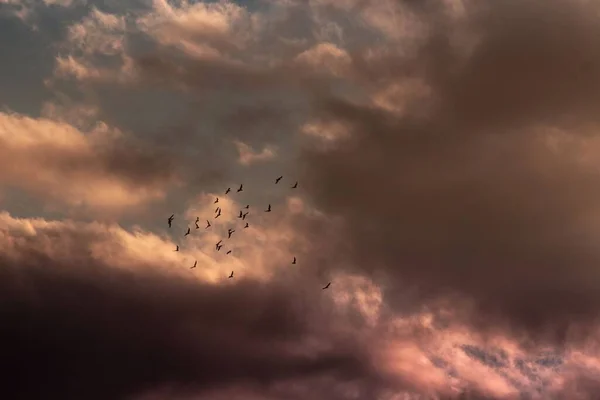 Niski Kąt Strzał Stada Gołębi Przeciw Zachmurzonemu Niebu — Zdjęcie stockowe