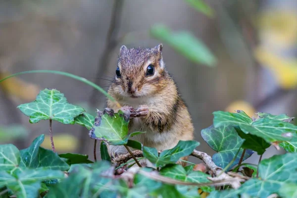 Closeup Shot Chipmunk Surrounded Ivy Leaves Blurred Background — Stock Photo, Image