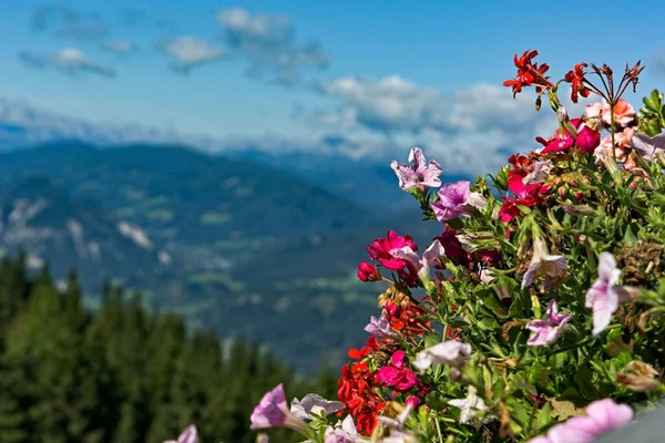 Une Vue Floue Sur Montagne Ciel Nuageux Derrière Des Fleurs — Photo