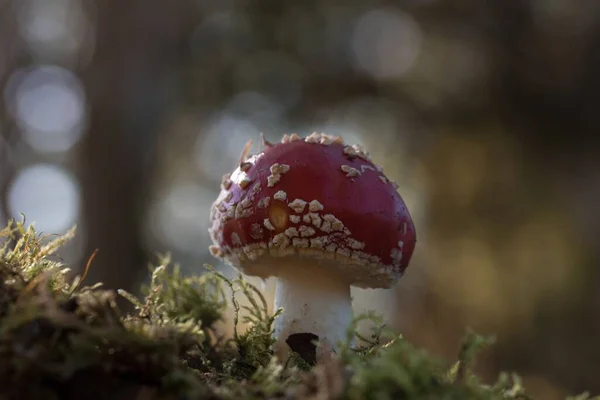 Closeup Shot Red Mushroom Blurred Background — Stock Photo, Image