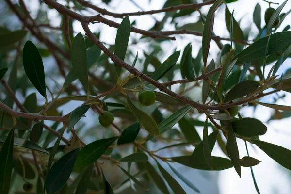 Eine Nahaufnahme Von Olivenzweigen — Stockfoto
