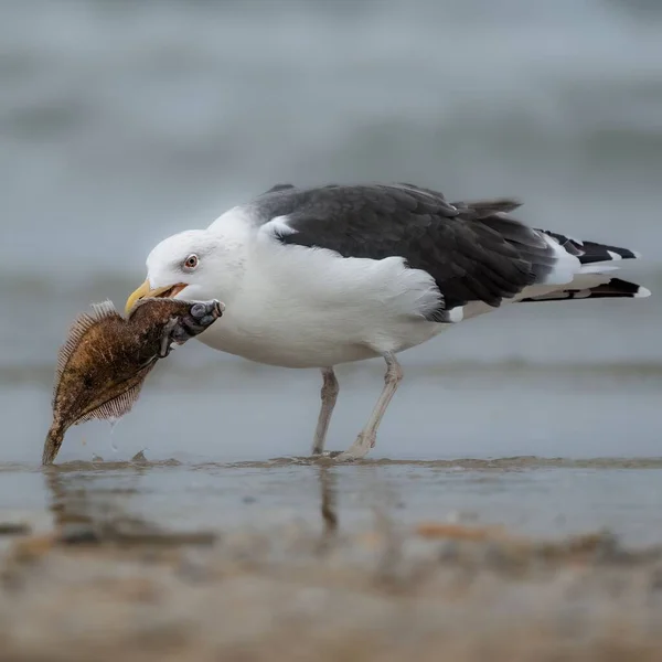 Closeup Shot Seagull Holding Dead Fish Its Beak — Stock Photo, Image