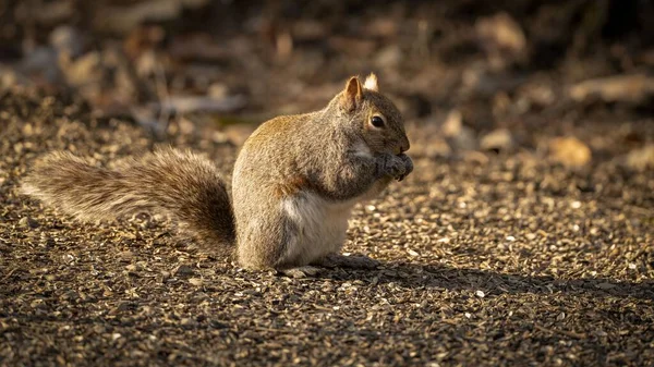 Eine Nahaufnahme Eines Entzückenden Und Niedlichen Eichhörnchens — Stockfoto