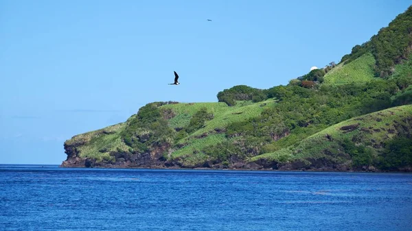 Beautiful Shot Bird Flying Seawater Rocky Shore — Stock Photo, Image