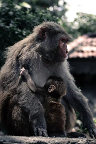 Primer Plano Vertical Macaco Hembra Rhesus Con Bebé Macaca Mulata — Foto de Stock