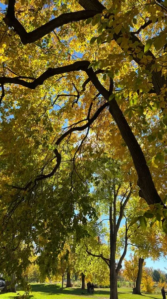 Een Verticaal Shot Van Een Herfstboom Washington Park Denver Usa — Stockfoto