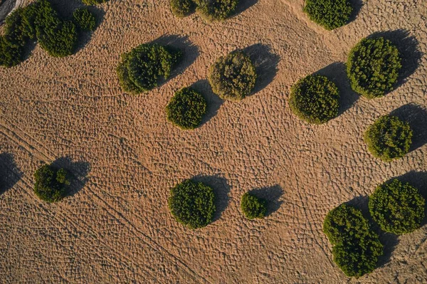 Вид Воздуха Зеленые Кусты Песчаном Ландшафте Солнечный День — стоковое фото