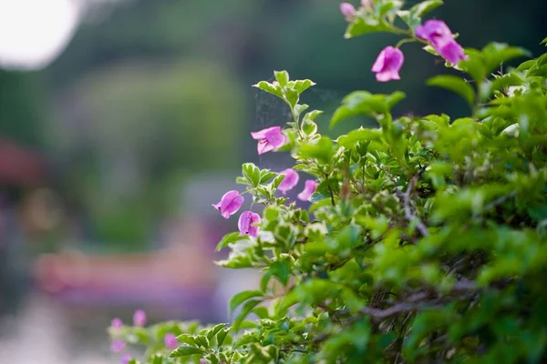 Eine Nahaufnahme Von Einem Schönen Strauch Mit Blühenden Lila Blumen — Stockfoto