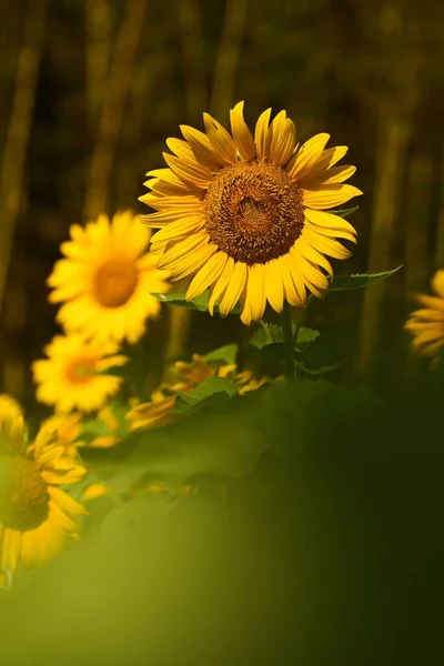 stock image A closeup of blooming sunflowers isolated in blurred background