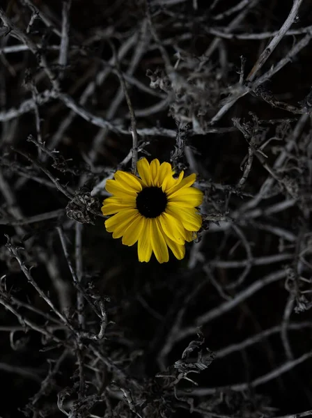 Μια Κάθετη Βολή Του Κίτρινου Λουλουδιού Ανθίζει Μόνο Κλαδιά — Φωτογραφία Αρχείου