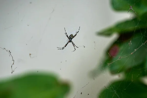 Selektivní Záběr Pavouka Plazícího Síti — Stock fotografie